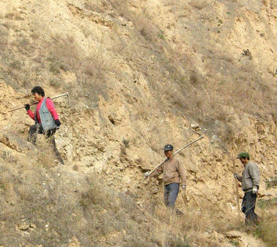 雖沒(méi)有十里桃林，漫山遍野的灼灼芳華。但我們有萬(wàn)畝國(guó)家級(jí)標(biāo)準(zhǔn)化油橄欖種植示范基地，漫山遍野，香氣撲鼻。畝是中國(guó)市制土地面積單位，一畝等于六十平..